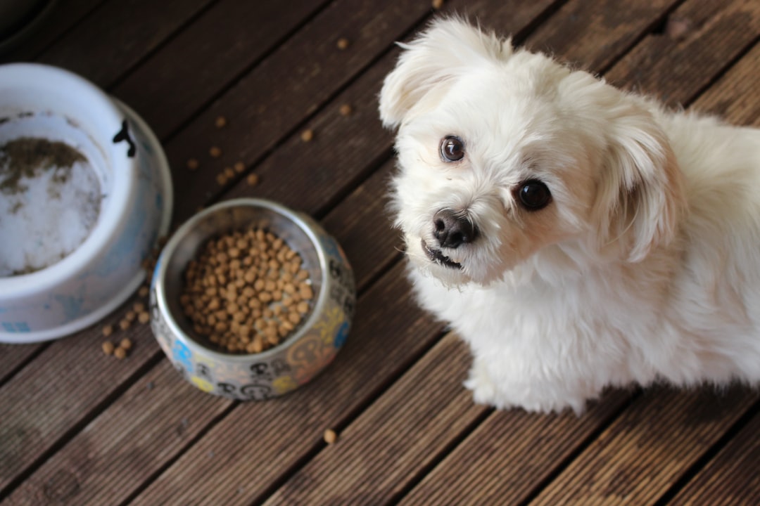 5 Dangerous Homemade Dog Food Mistakes That Cause Nutritional Deficiencies