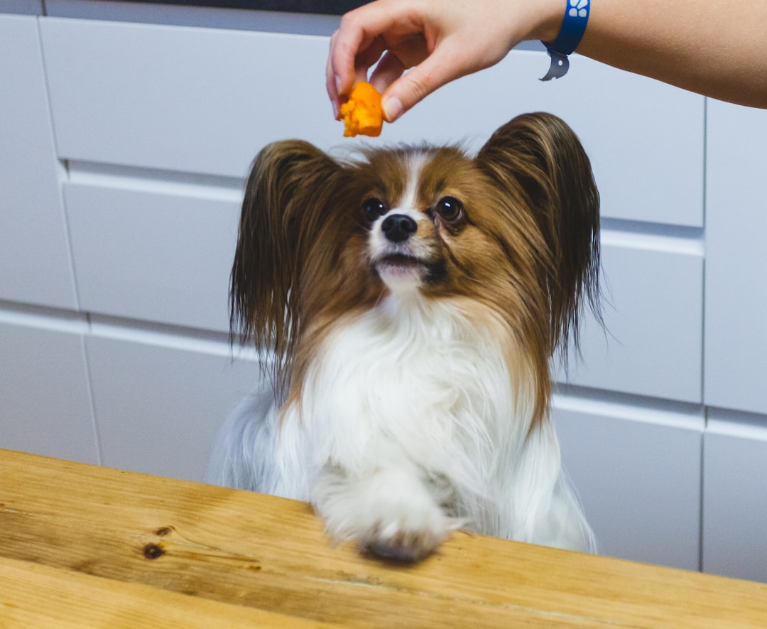 Fresh Food for Puppies: Nutritional Requirements, Safety Rules, and When to Start