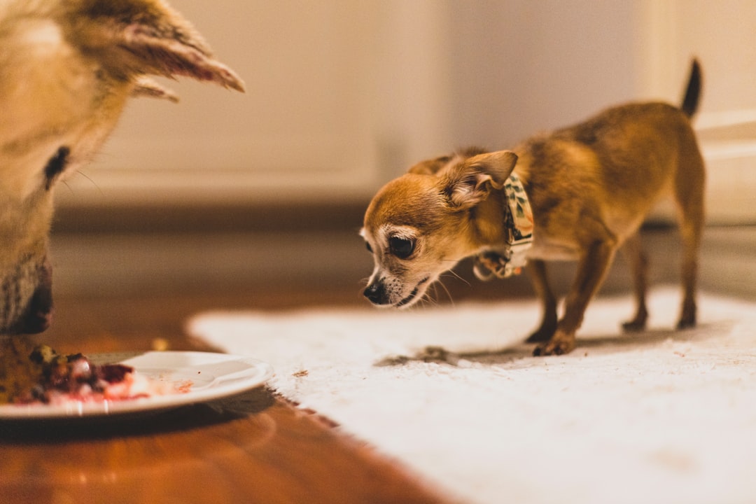 Fresh Dog Food vs Raw Dog Food: Which Is Safer and Healthier?