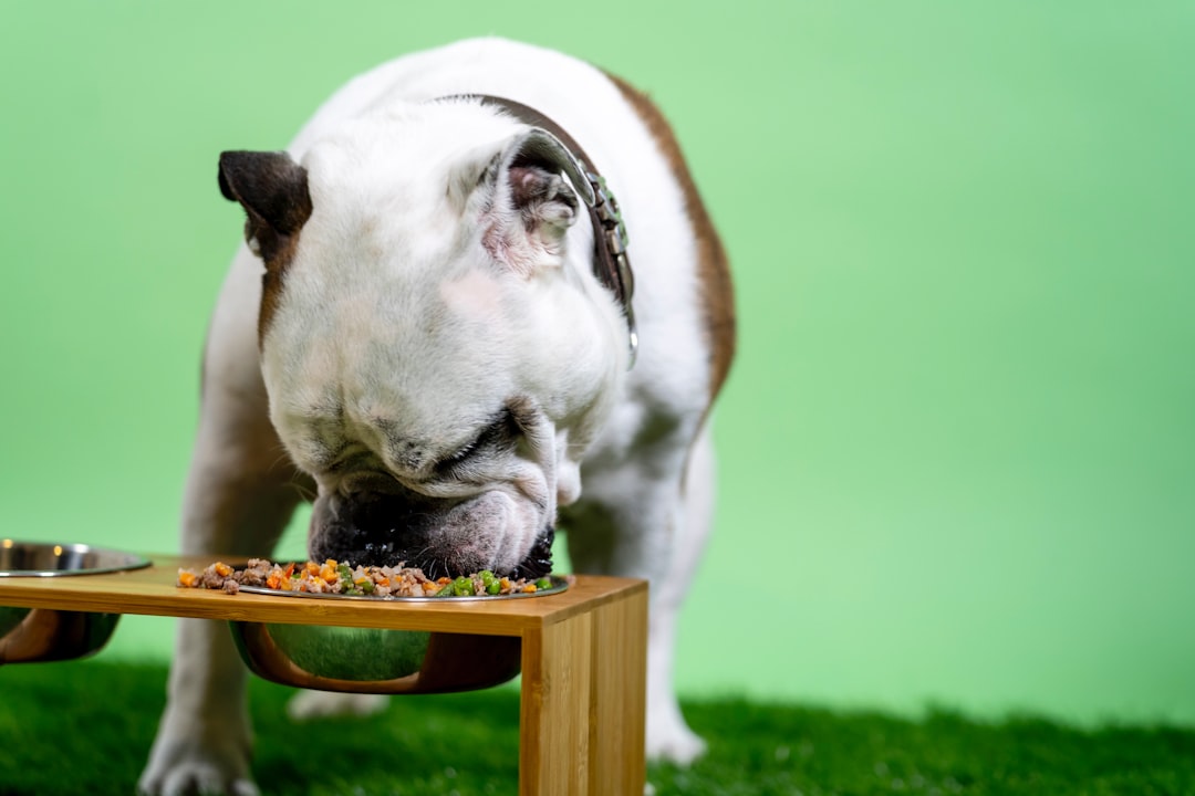 Mixing Kibble and Fresh Food: Is It Safe, and How to Do It Right