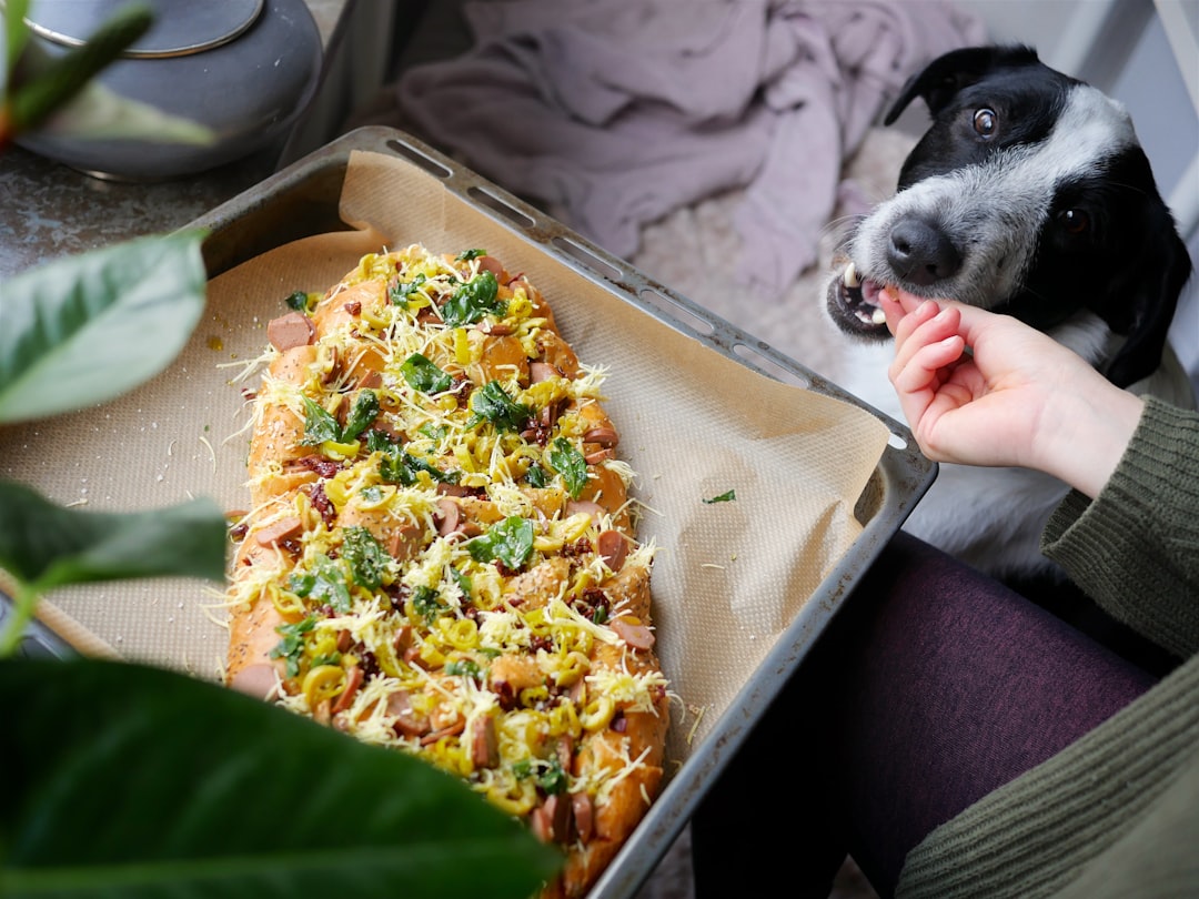 Fresh Dog Food vs Raw Dog Food: Key Differences Most Owners Get Wrong